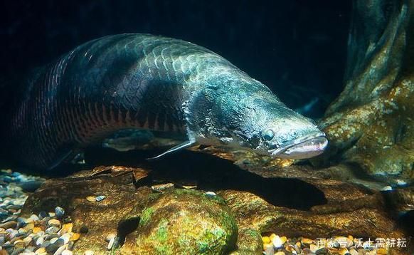 巨骨舌魚幼魚期食譜，巨骨舌魚幼魚期的食譜