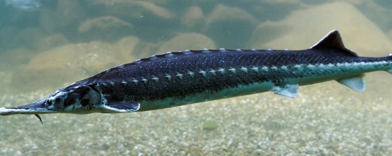 福滿鉆魚繁殖水質(zhì)管理技巧，關(guān)于福滿鉆魚繁殖水質(zhì)管理的技巧 龍魚百科 第2張