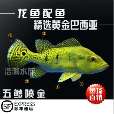 龍魚進口流程圖，龍魚的進口流程圖 龍魚百科 第5張