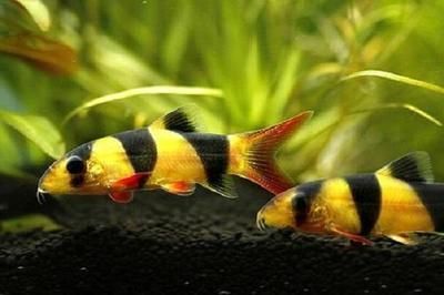 龍魚可以吃金魚飼料嗎，龍魚可以吃金魚飼料，但需要注意成分和營養(yǎng)是否適合 龍魚百科 第5張