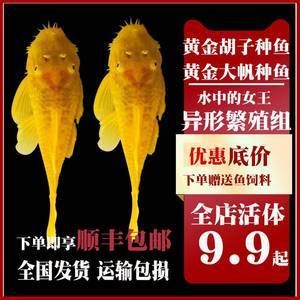 女王大帆魚適宜的飼料選擇， 龍魚百科 第4張