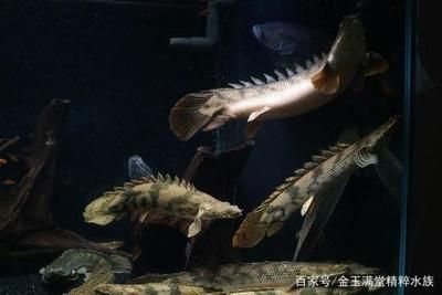 龍魚和恐龍魚適合養(yǎng)在一起嘛，龍魚和恐龍魚是否適合一起養(yǎng)，龍魚和恐龍魚混養(yǎng)的飲食安排 龍魚百科 第4張