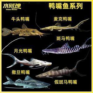 撒旦鴨嘴能和龍魚混養(yǎng)嗎，撒旦鴨嘴可以與龍魚混養(yǎng)嗎？