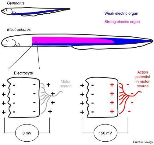 電鰻電場感應(yīng)的生理機制，電鰻電場感應(yīng)與其他生物比較，