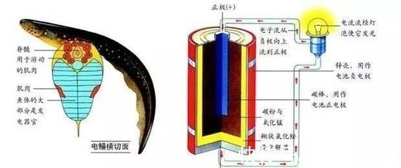 電鰻電場感應的生理機制，電鰻電場感應與其他生物比較， 龍魚百科 第3張