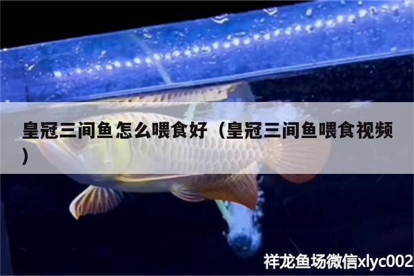 成年金三間魚植物性飼料推薦，成年金三間魚植物性飼料推薦，金魚飼料新鮮度鑒別方法