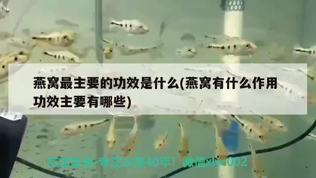 成年金三間魚(yú)植物性飼料推薦，成年金三間魚(yú)植物性飼料推薦，金魚(yú)飼料新鮮度鑒別方法 龍魚(yú)百科 第4張