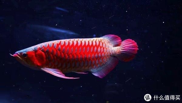 龍魚可以喂活小魚嗎怎么喂，龍魚可以吃活小魚嗎 龍魚百科 第3張