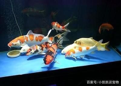 龍魚可以和普通金魚一起養(yǎng)嗎，