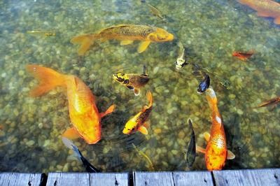 最漂亮的龍魚(yú)排名榜，新加坡國(guó)際魚(yú)展中最漂亮的龍魚(yú)排名榜最漂亮的龍魚(yú)排名 龍魚(yú)百科 第3張