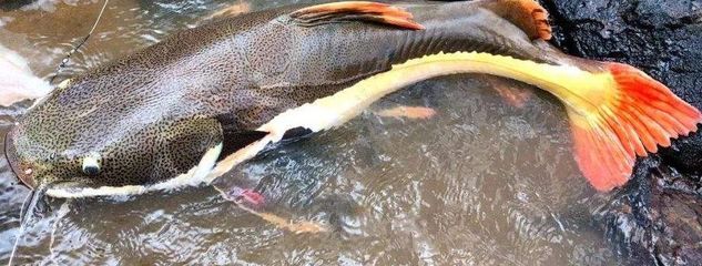 最漂亮的龍魚(yú)排名榜，新加坡國(guó)際魚(yú)展中最漂亮的龍魚(yú)排名榜最漂亮的龍魚(yú)排名 龍魚(yú)百科 第5張