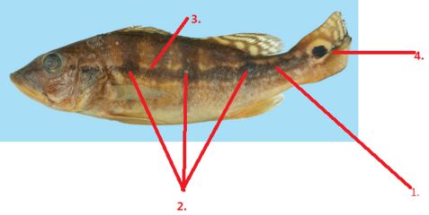 藍(lán)帆三間魚水溫調(diào)節(jié)技巧， 龍魚百科 第2張