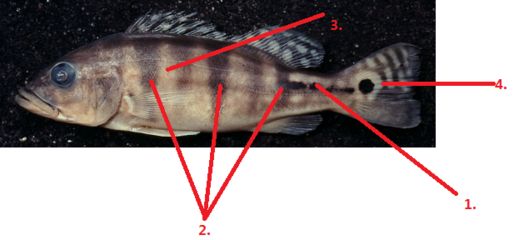 藍(lán)帆三間魚水溫調(diào)節(jié)技巧， 龍魚百科 第1張