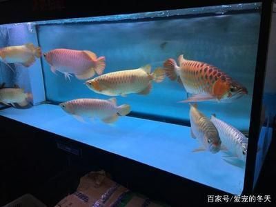 龍魚知識與喂養(yǎng)方法，龍魚的喂養(yǎng)技術(shù)介紹 龍魚百科 第1張