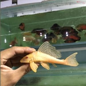 女王大帆魚喂食最佳時間，女王大帆魚喂食最佳時間需要根據(jù)其生活習慣來決定