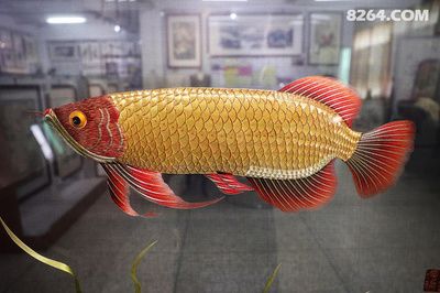 金龍魚金線，如何判斷金龍魚頭上的金線是否為真品？