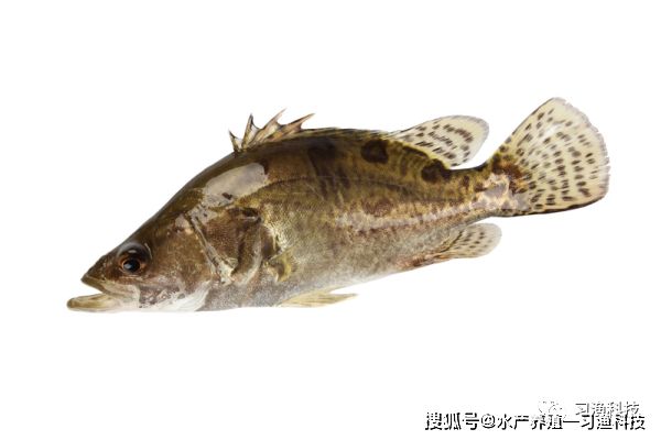 大日玉鯖魚常見疾病預(yù)防，大日玉鯖魚常見疾病預(yù)防措施