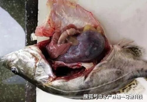 大日玉鯖魚常見疾病預(yù)防，大日玉鯖魚常見疾病預(yù)防措施