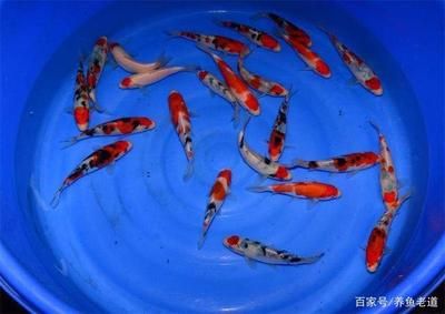 紅白錦鯉最佳飼養(yǎng)環(huán)境，紅白錦鯉的飼養(yǎng)方式 龍魚百科 第1張