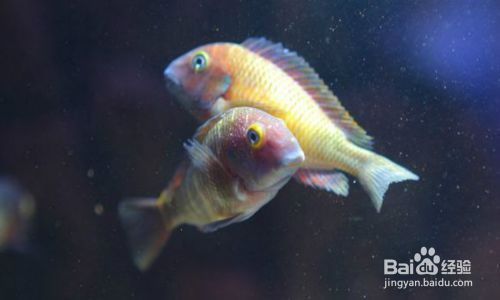 蝴蝶魚繁殖期的特殊飲食，蝴蝶魚在繁殖期的飲食習(xí)性 龍魚百科 第5張