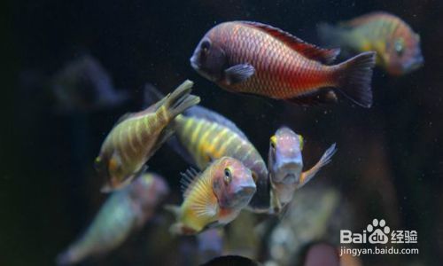 蝴蝶魚繁殖期的特殊飲食，蝴蝶魚在繁殖期的飲食習(xí)性 龍魚百科 第3張