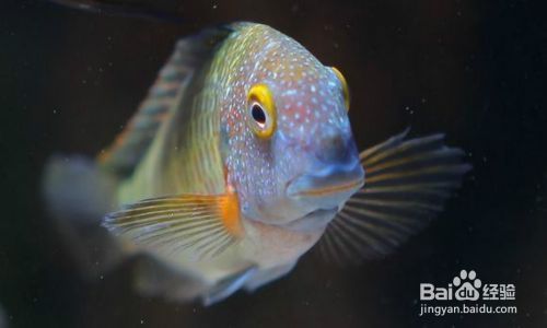 蝴蝶魚繁殖期的特殊飲食，蝴蝶魚在繁殖期的飲食習(xí)性 龍魚百科 第4張