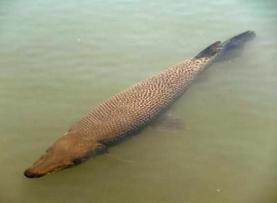 龍魚大戰(zhàn)鱷雀鱔，水族箱混養(yǎng)注意事項,如何預防鱷雀鱔攻擊行為 龍魚百科 第3張