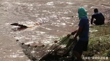 巨骨舌魚棲息地保護(hù)現(xiàn)狀，亞馬遜河流域生態(tài)保護(hù)進(jìn)展巨骨舌魚人工繁殖技術(shù)研究