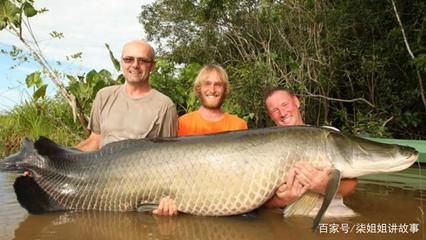 巨骨舌魚棲息地保護(hù)現(xiàn)狀，亞馬遜河流域生態(tài)保護(hù)進(jìn)展巨骨舌魚人工繁殖技術(shù)研究