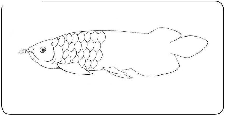 龍魚畫法，工筆畫龍魚步驟詳解
