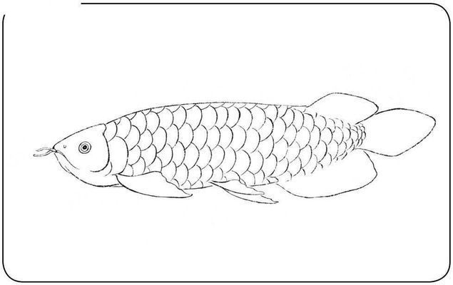 龍魚畫法，工筆畫龍魚步驟詳解