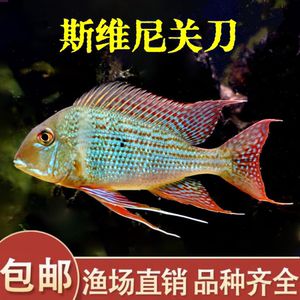 紅珍珠關(guān)刀魚疾病預(yù)防，紅珍珠關(guān)刀魚常見(jiàn)疾病及防治方法，關(guān)刀魚免疫增強(qiáng)食譜推薦