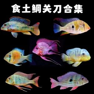 紅珍珠關(guān)刀魚疾病預(yù)防，紅珍珠關(guān)刀魚常見疾病及防治方法，關(guān)刀魚免疫增強食譜推薦 龍魚百科 第4張