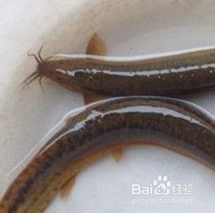 龍魚(yú)喂活泥鰍還是凍泥鰍 龍魚(yú)百科 第2張