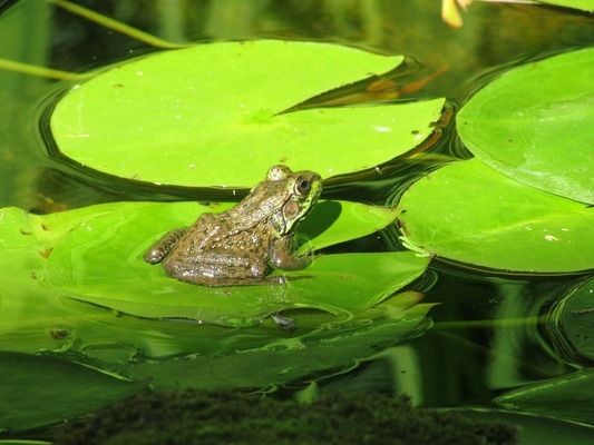 龍魚過濾要用哪些濾材，龍魚過濾濾材包括物理濾材和生物濾材和生物濾材和生物濾材 龍魚百科 第3張