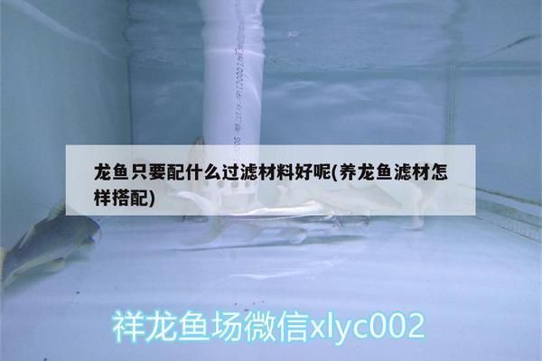 龍魚過濾要用哪些濾材，龍魚過濾濾材包括物理濾材和生物濾材和生物濾材和生物濾材 龍魚百科 第5張