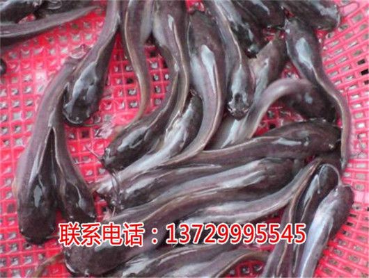 埃及魚苗市場最新價格，埃及魚苗市場最新價格 龍魚百科 第1張