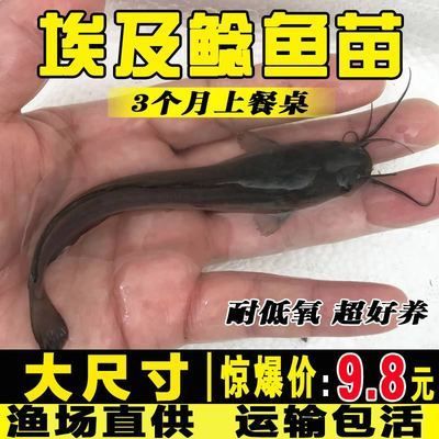 埃及魚苗市場最新價格，埃及魚苗市場最新價格 龍魚百科 第2張