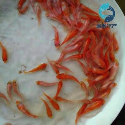 埃及魚苗市場最新價格，埃及魚苗市場最新價格 龍魚百科 第4張