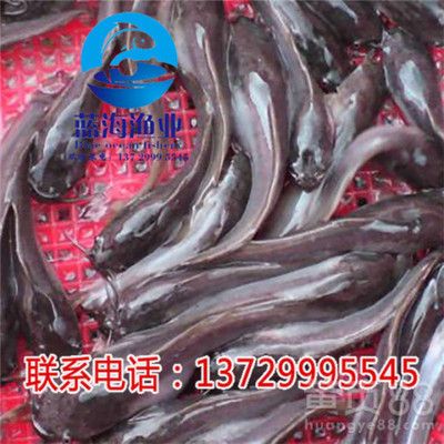 埃及魚苗市場最新價格，埃及魚苗市場最新價格 龍魚百科 第3張