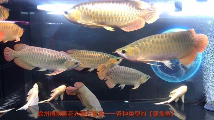 最好看金龍魚送財(cái)，金龍魚擺件與家居布局關(guān)系，