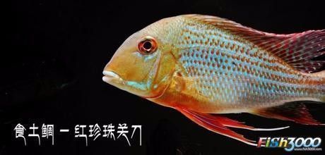 紅眼白子關(guān)刀魚繁殖成功率提升，繁殖技術(shù)提升的改進，成功率的提高 龍魚百科 第3張