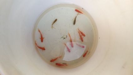 巴西亞魚繁殖期餌料選擇，巴西亞魚繁殖期餌料自制方法 龍魚百科 第5張