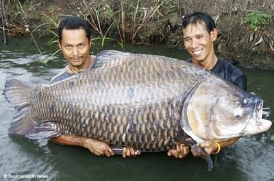 龍魚可以和鯽魚混養(yǎng)嗎，龍魚和泰國鯽魚可以混養(yǎng)嗎