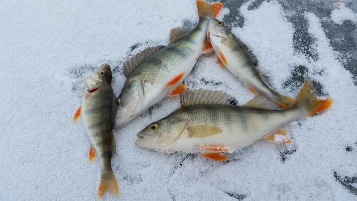 金龍魚20cm魚苗吃什么， 龍魚百科 第2張