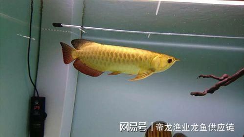 龍魚鑒別要點有哪些方法，如何挑選健康的龍魚，龍魚品相鑒定技巧，龍魚性別辨別方法 龍魚百科 第5張