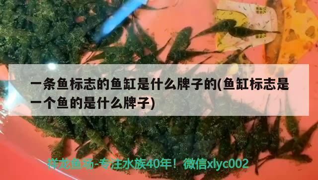 魚缸增氧泵響聲很大，增氧泵噪音大如何隔音