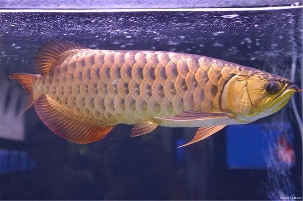 龍魚(yú)缸換水后需要加什么，給龍魚(yú)缸換水后需要加些水質(zhì)穩(wěn)定劑這些物質(zhì)可以幫助調(diào)節(jié) 龍魚(yú)百科 第4張