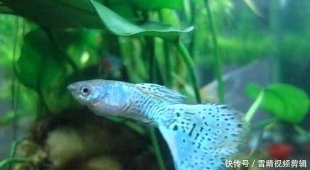 龍魚(yú)好養(yǎng)活嗎為什么， 龍魚(yú)百科 第1張