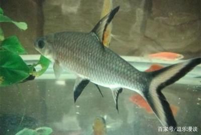 龍魚(yú)好養(yǎng)活嗎為什么， 龍魚(yú)百科 第5張